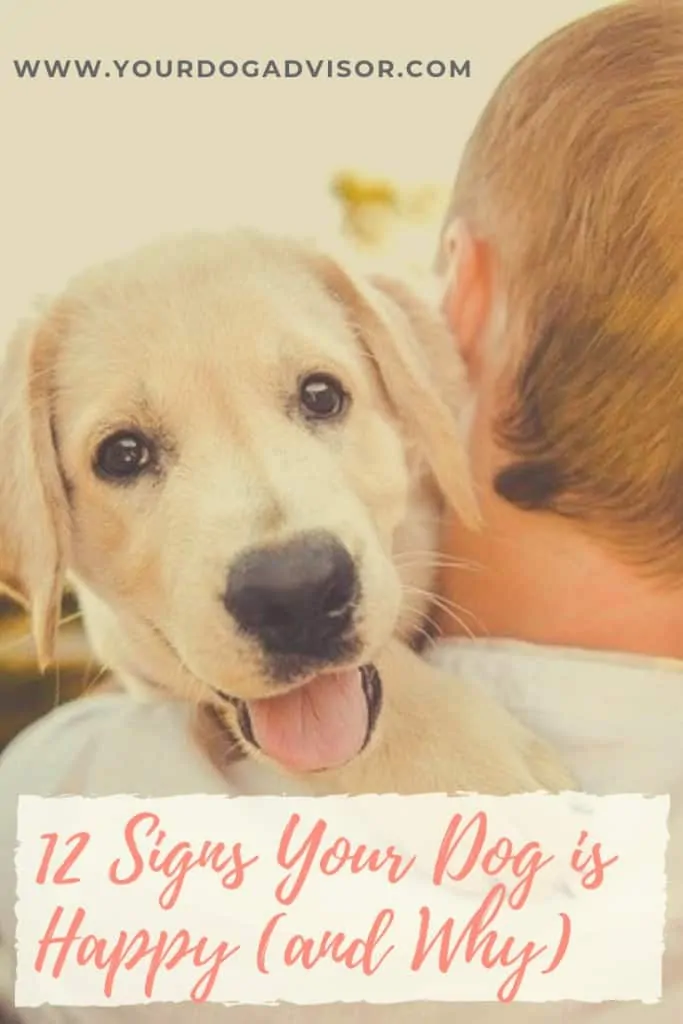 12 Signs Your Dog is Happy (and Why) 11