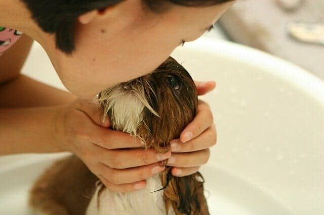 How to Make Your Dog Look Forward to Bath Time 3