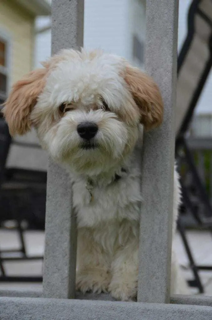 11 Things You Should Know about the Havanese 4