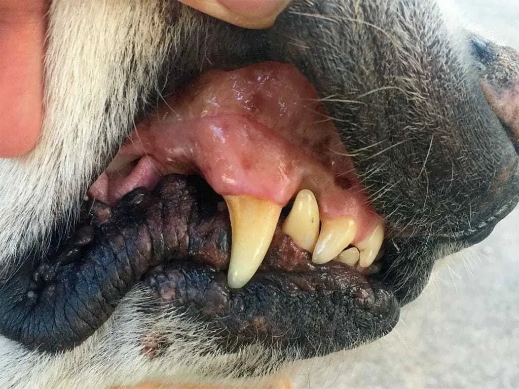 Dog Anaphylaxis: What It Looks Like and What to Do If It Happens to Your Dog 6