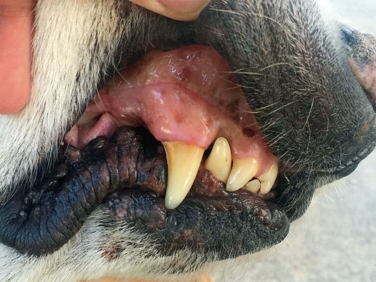 Dog Anaphylaxis What It Looks Like and What to Do If It Happens to