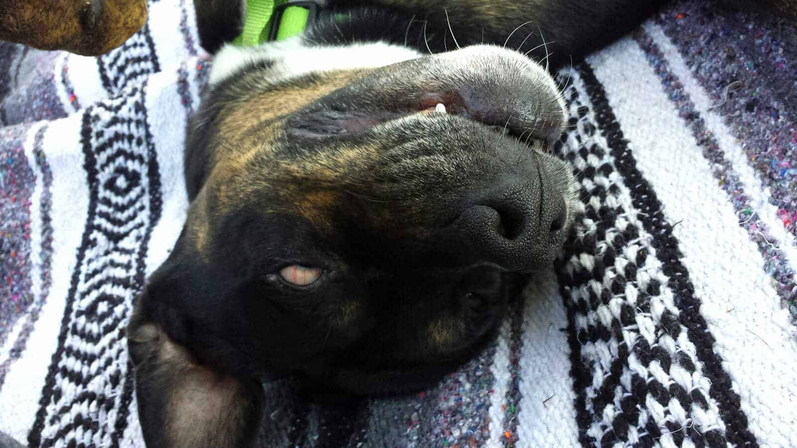 Dog Anaphylaxis What It Looks Like and What to Do If It Happens to