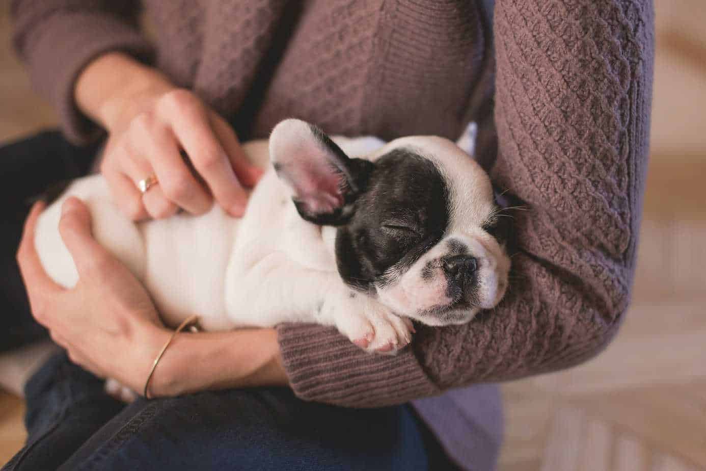 Want to Start a DogSitting Business? Here's What You Need to Get
