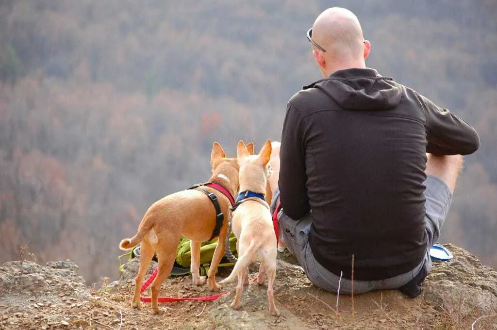 Essential Gear for Road Tripping with Dogs 5