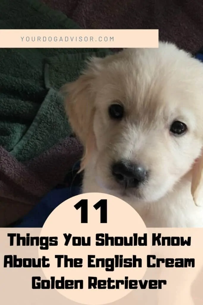 English Cream Golden Retriever Breed Guide - 11 Things to Know 6