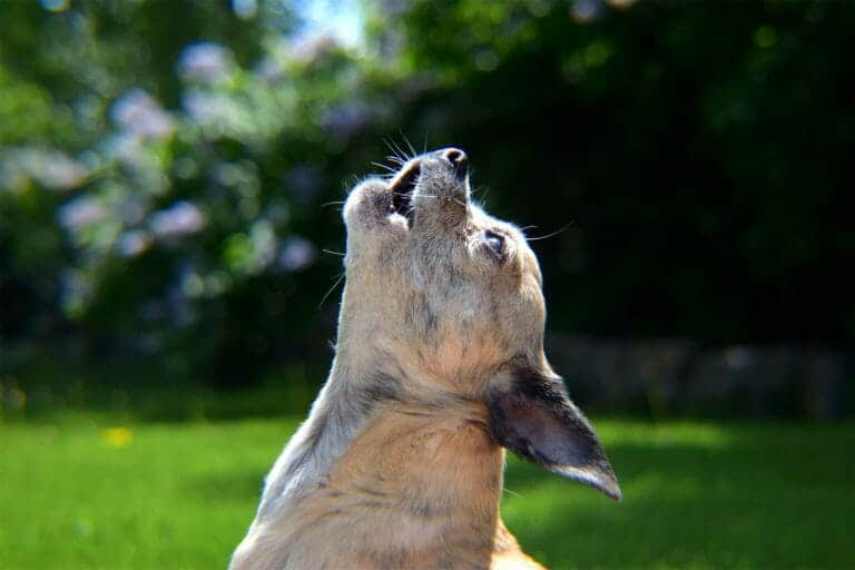 The Best Calming Supplements for Anxious Dogs Your Dog