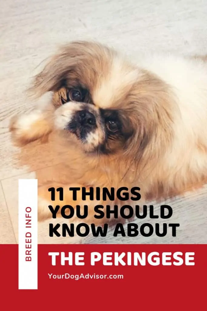 11 Things You Should Know About the Pekingese 8