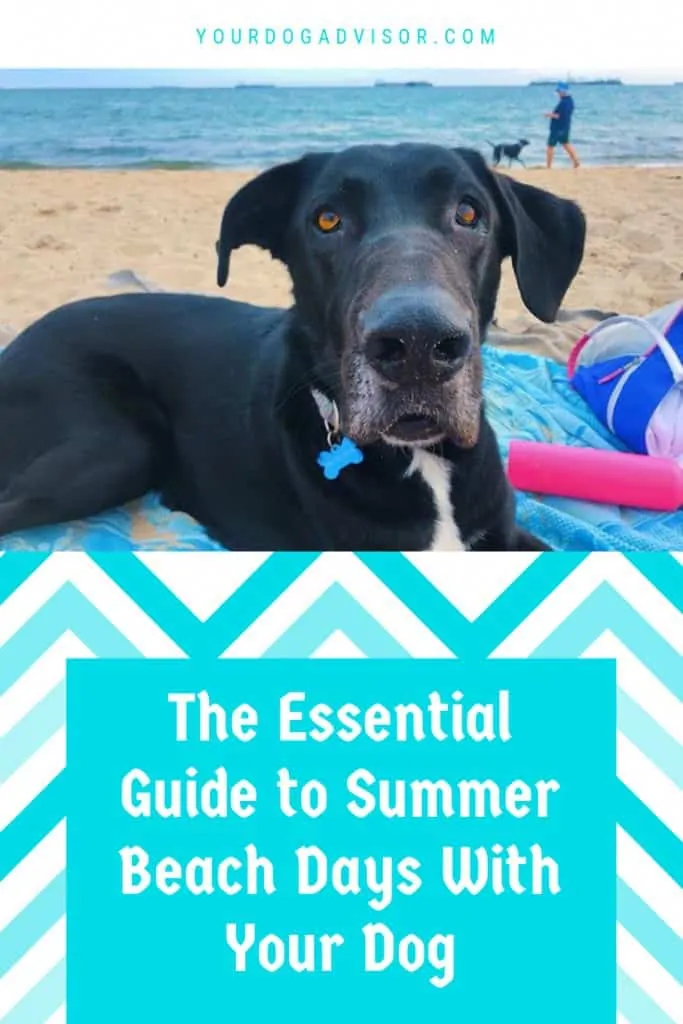 The Essential Guide to Summer Beach Days with Your Dog 7