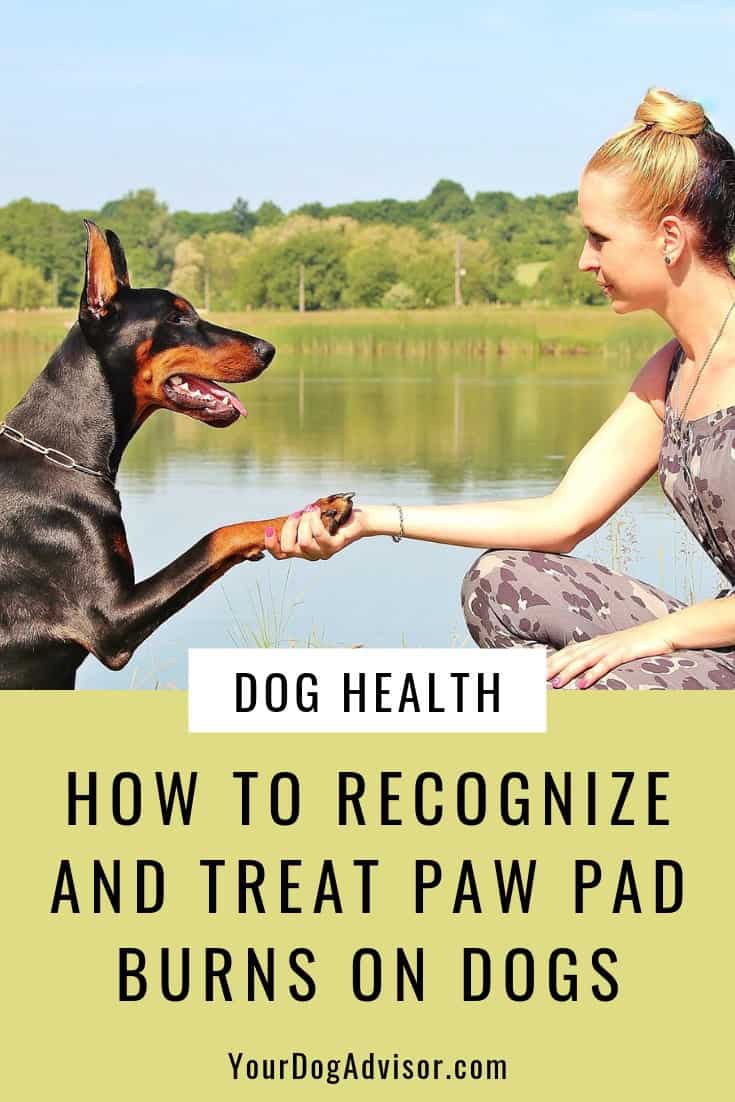 How To Recognize And Treat Paw Pad Burns On Dogs Your Dog Advisor