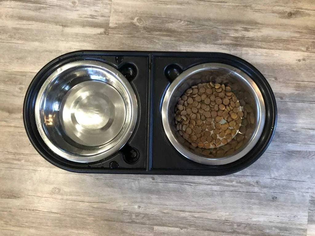 Why Your Dog Totally Needs an Elevated Pet Feeder 1