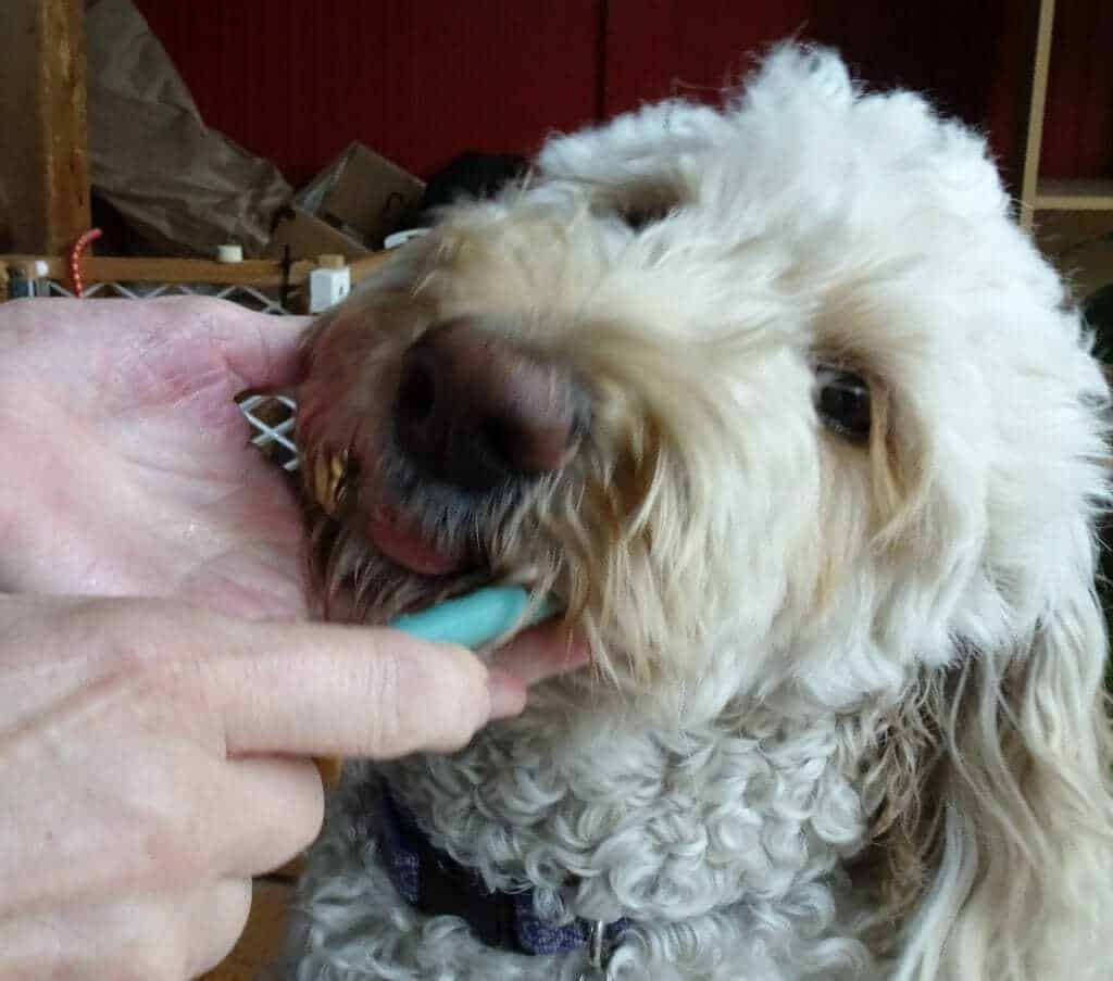How to Groom a Goldendoodle 9