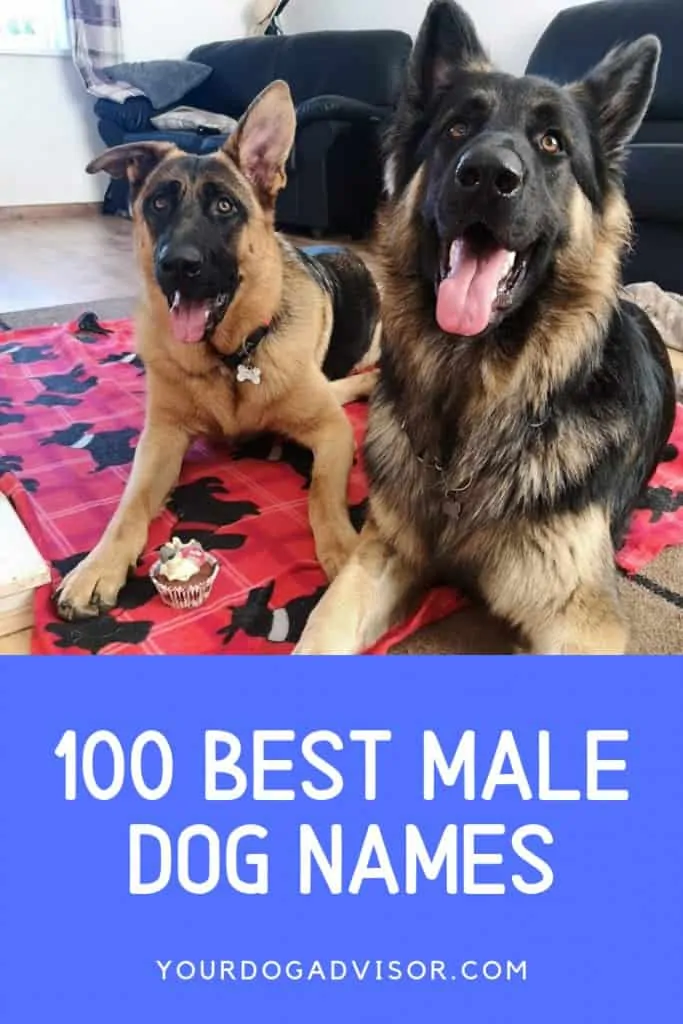 100 Best Male Dog Names 19