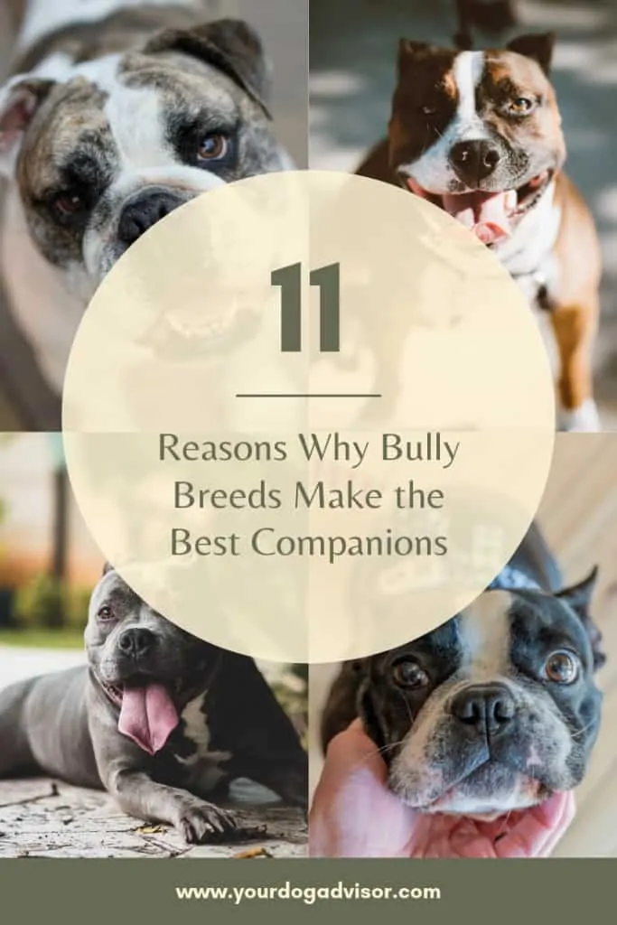 11 Reasons Why Bully Breeds Make the Best Companions 13