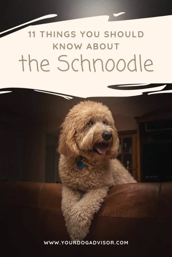 11 Things You Should Know About the Schnoodle 8