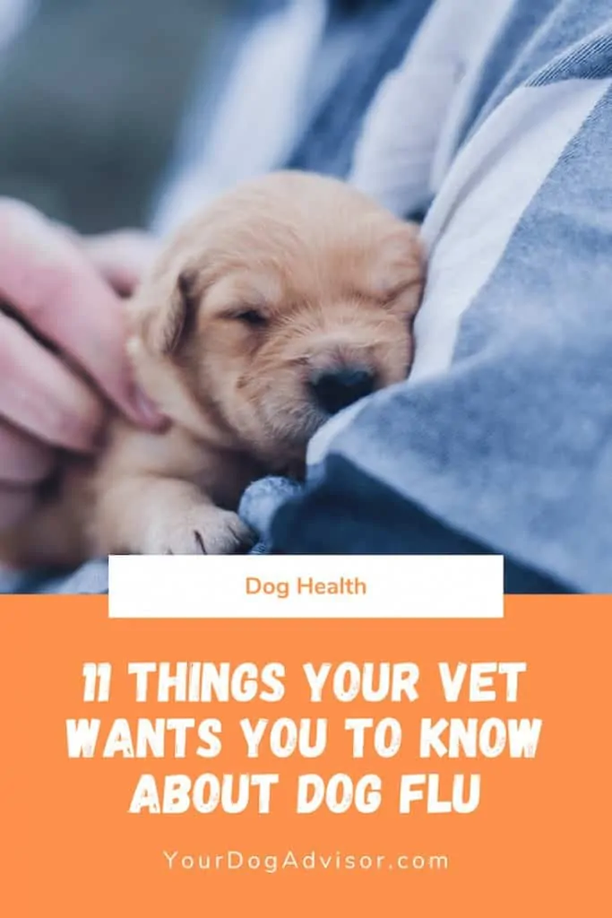 11 Things your Vet wants you to know about dog flu (2)