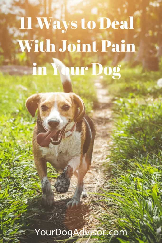 11 Ways to Deal With Joint Pain in Your Dog Your Dog Advisor