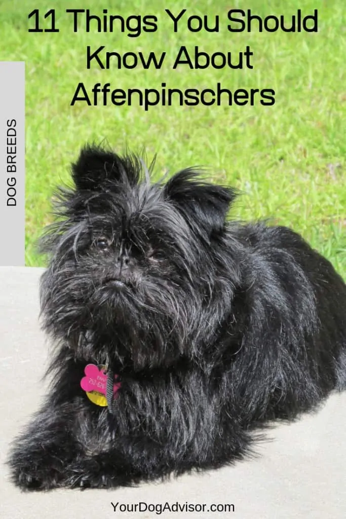 11 Things You Should Know About the Affenpinscher 6