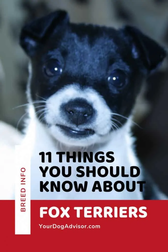 11 Things You Should Know About Fox Terriers 8