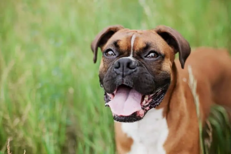 100 Best Male Dog Names 15