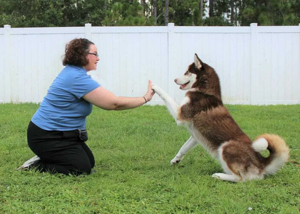 Dog Training Series: How to Help Your Nervous / Anxious Dog Overcome Fears 14