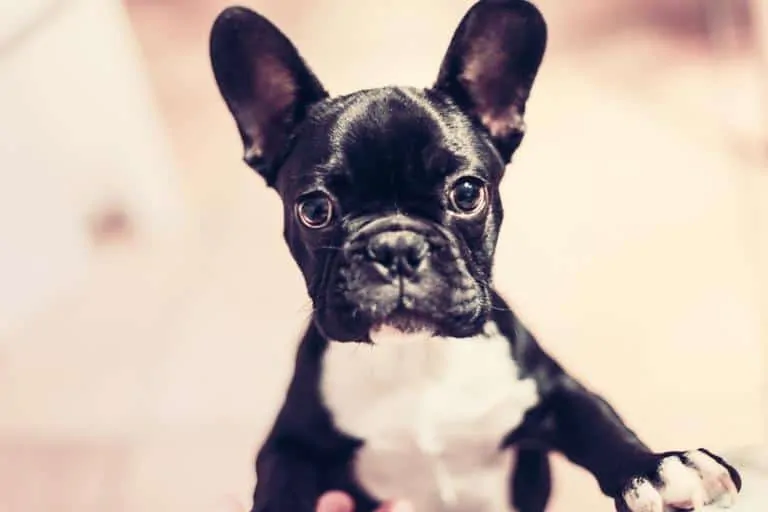 100 Best Female Dog Names 16