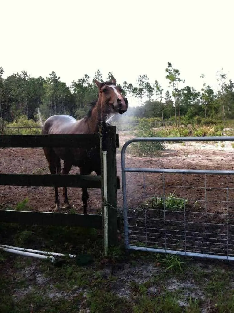 Learning from Zoos: 11 Brilliant Mental Exercises for Your Dog 14