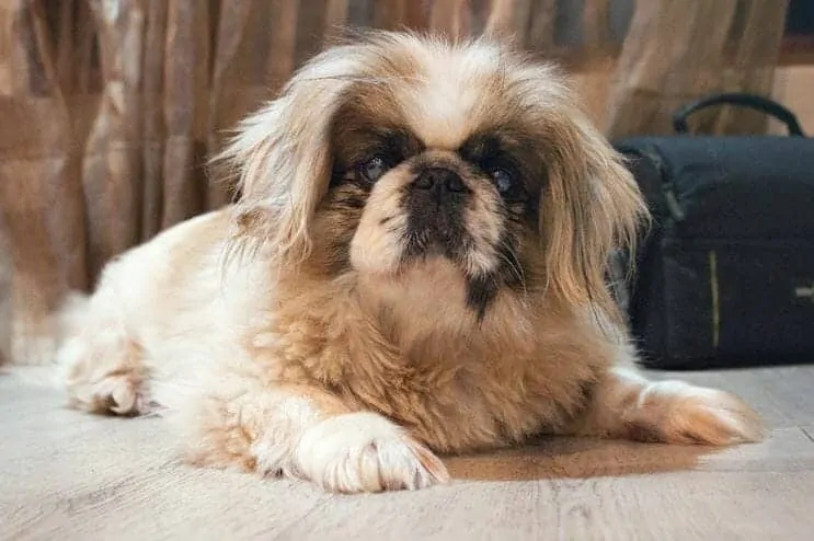 are pekingese noisy