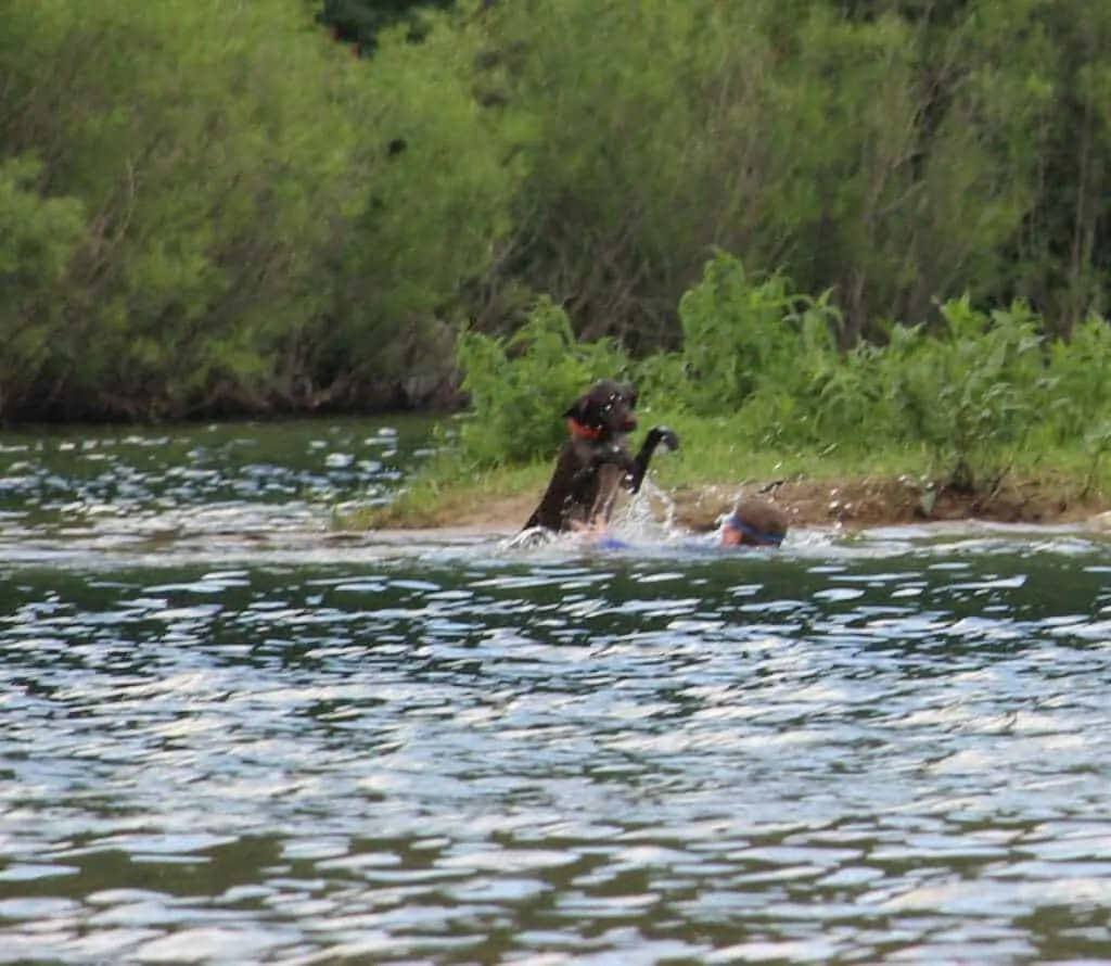 15 Dog Friendly Things to Do in Wisconsin 1