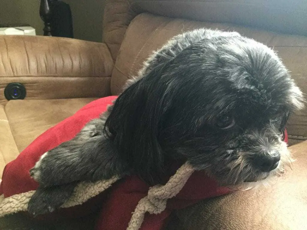 How to Care for a Senior Shih Tzu  2