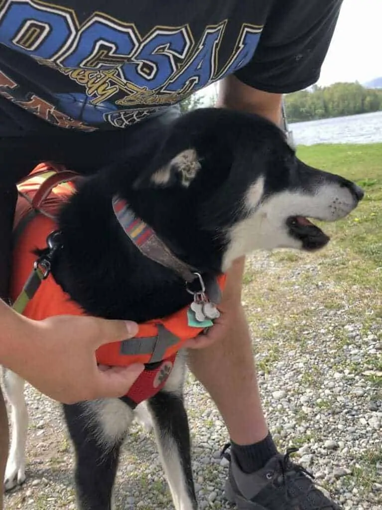 Best dog clearance life jackets 2019