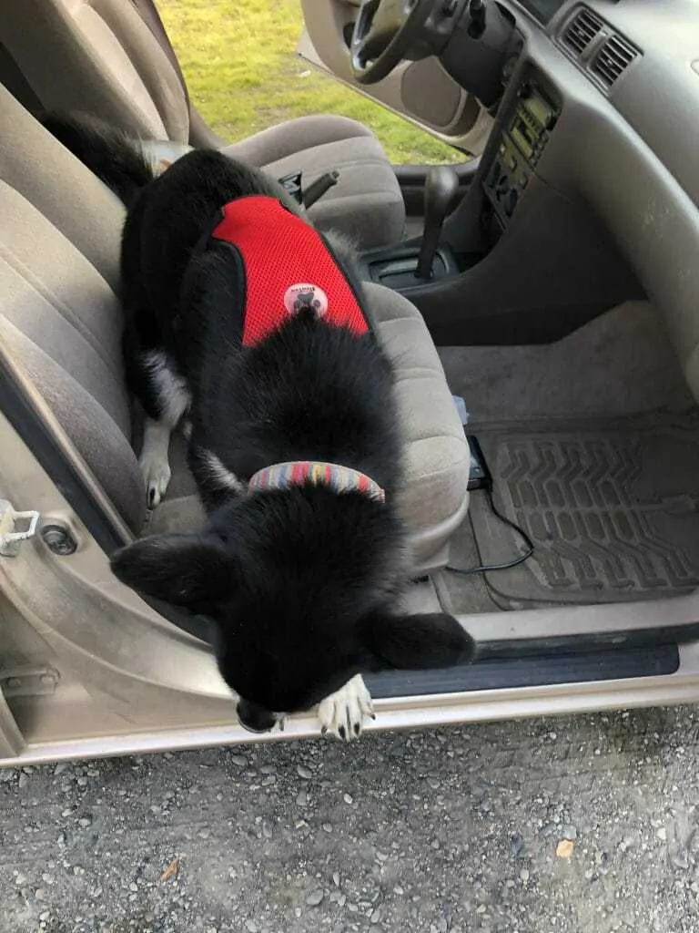 Best dog best sale seat belt 2019