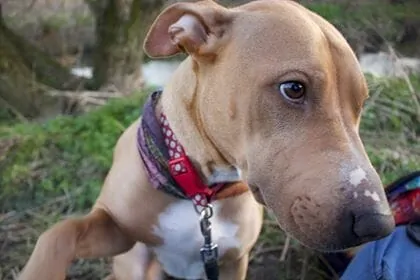 11 Reasons Why Bully Breeds Make the Best Companions 2