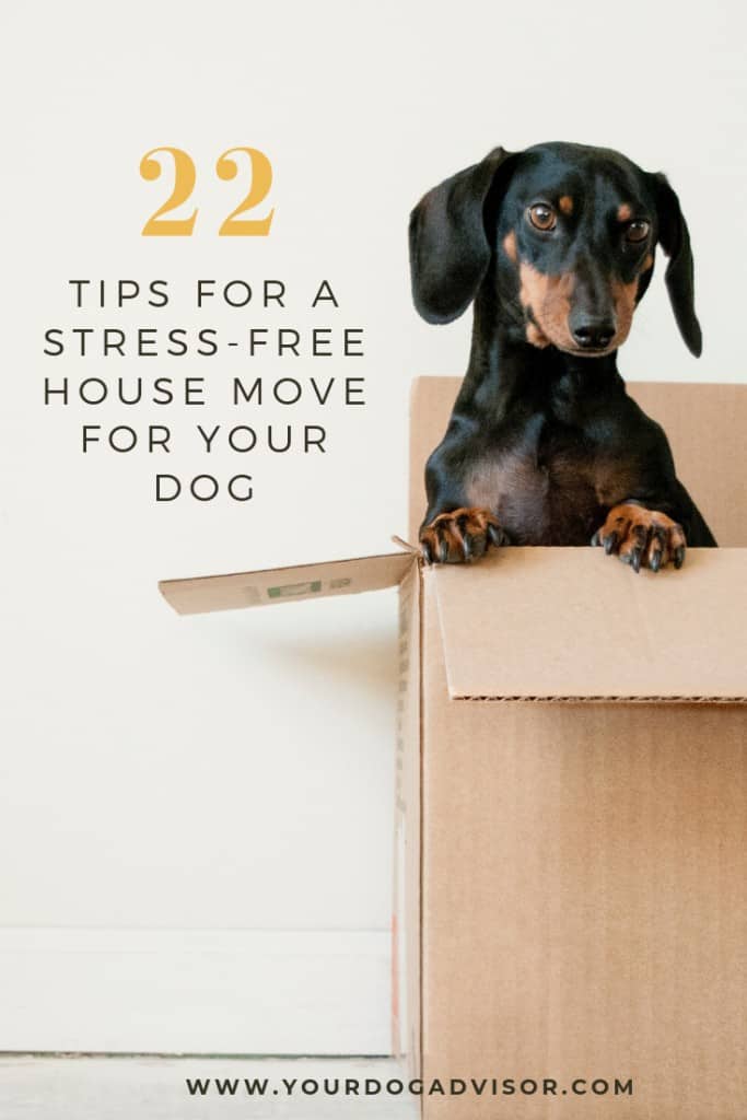22 Tips for a Stress-Free House Move For Your Dog 9