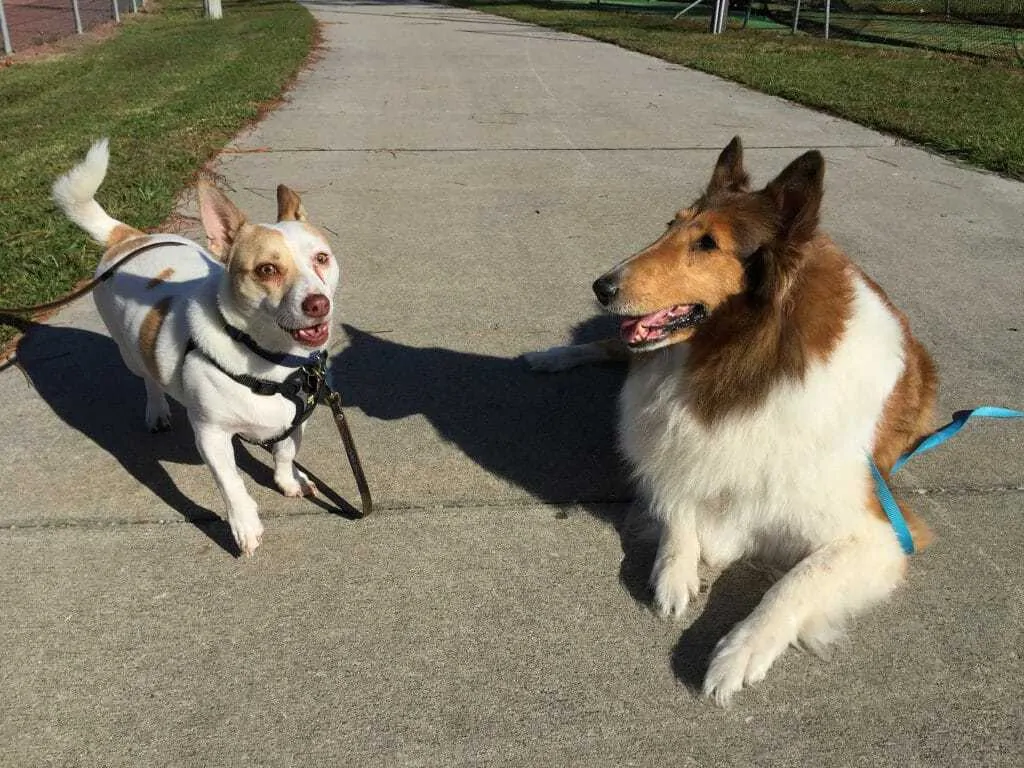 Learning from Zoos: 11 Brilliant Mental Exercises for Your Dog 18