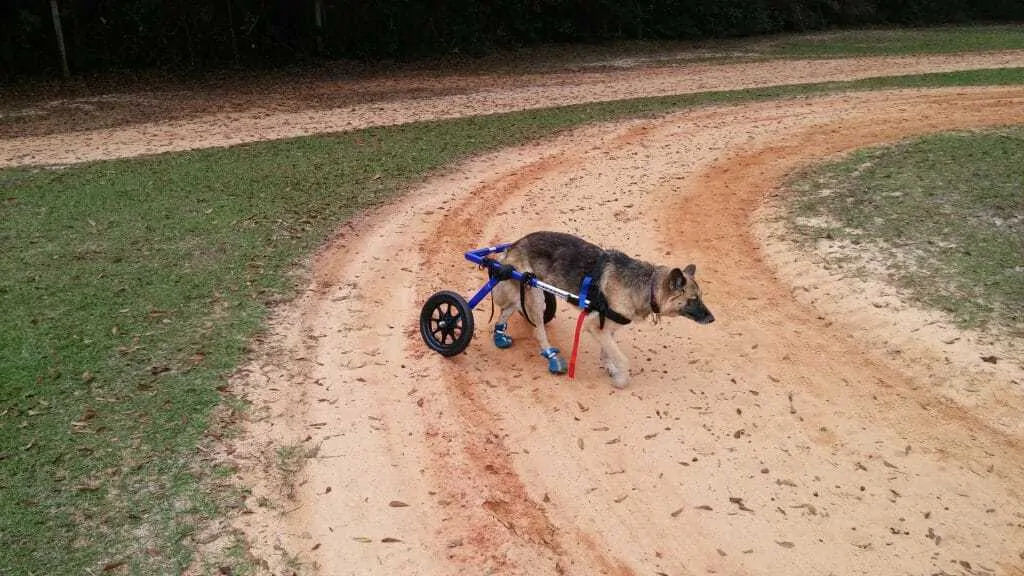 Best Dog Wheelchair - Should You Try a Wheelchair for Arthritic Dogs? 3