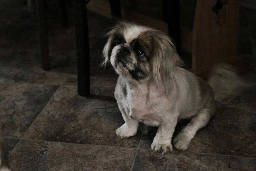 11 Things You Should Know About the Pekingese 2