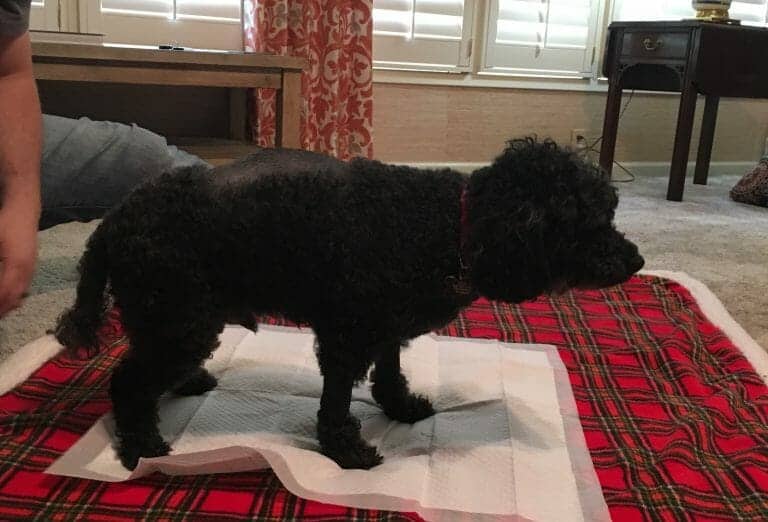 How to Help Your Dog with a Herniated Disc Your Dog Advisor