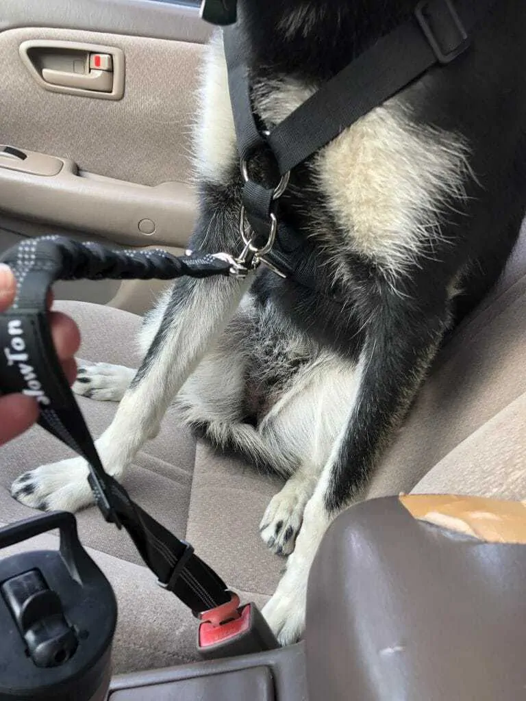 Best dog seat outlet belt harness 2019