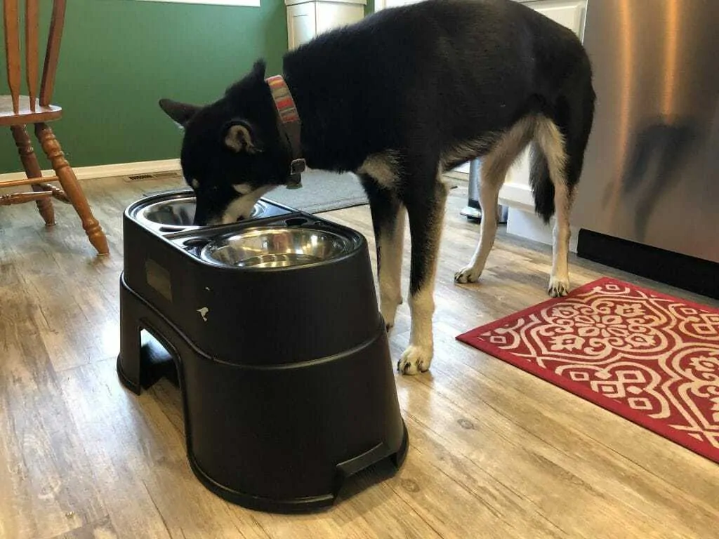 Why Your Dog Totally Needs an Elevated Pet Feeder 3