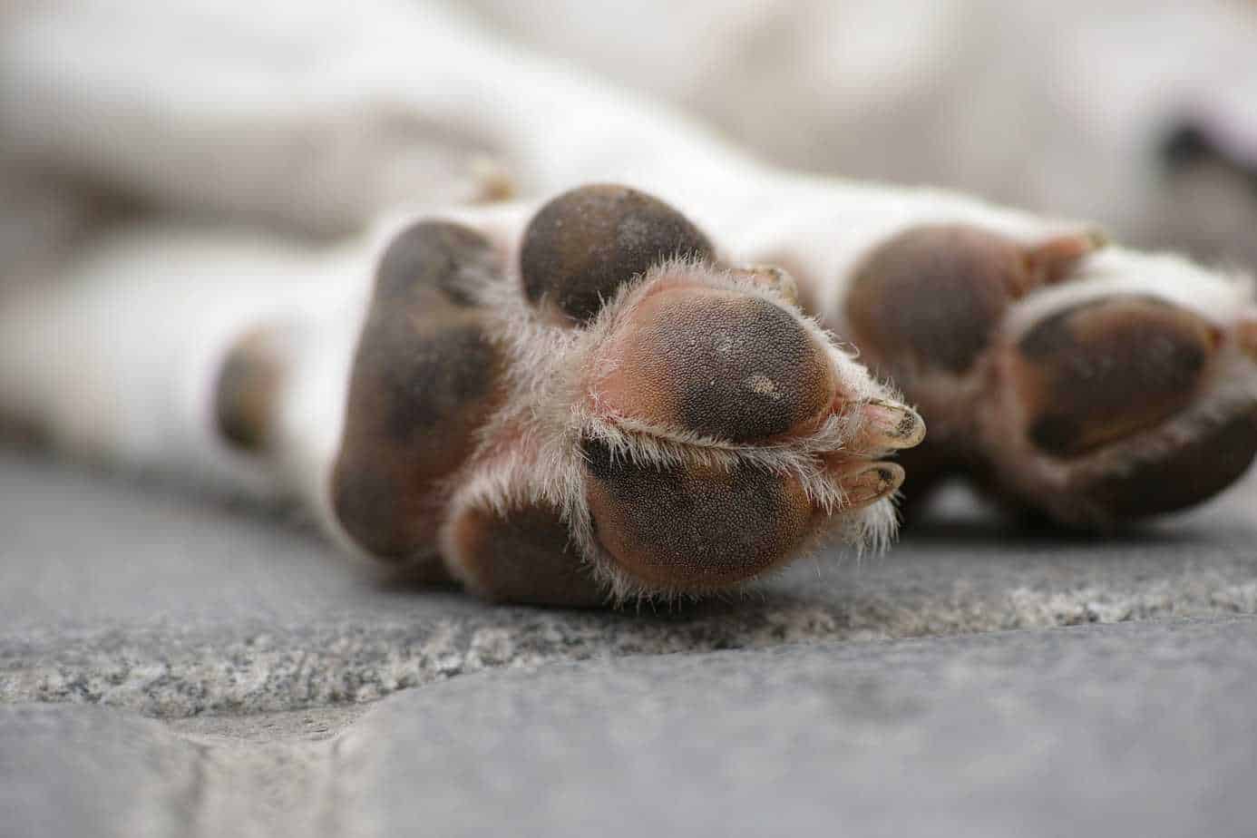 How To Recognize And Treat Paw Pad Burns On Dogs Your Dog Advisor