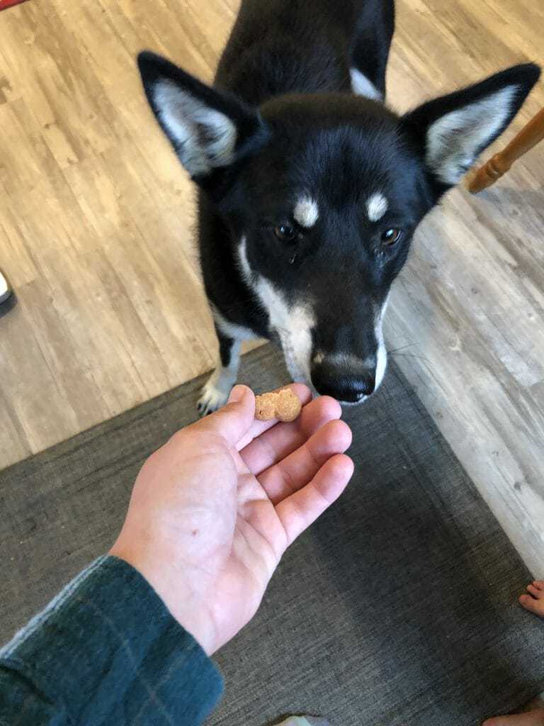 doggy delirious grain free peanut butter bones
