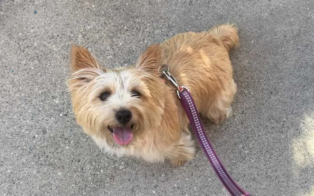 11 Things You Should Know About the Norwich Terrier 2