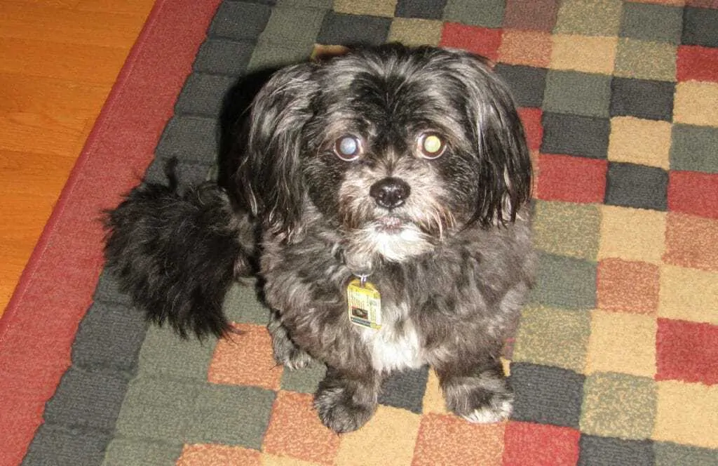 How to Care for a Senior Shih Tzu  4