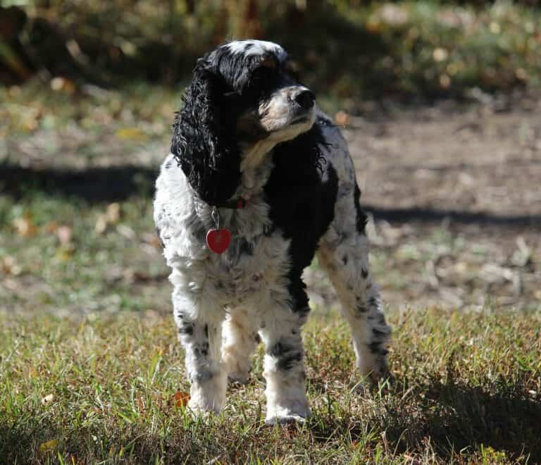 15 Dog Friendly Things to Do in Wisconsin Your Dog Advisor