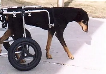 Best Dog Wheelchair - Should You Try a Wheelchair for Arthritic Dogs? 4