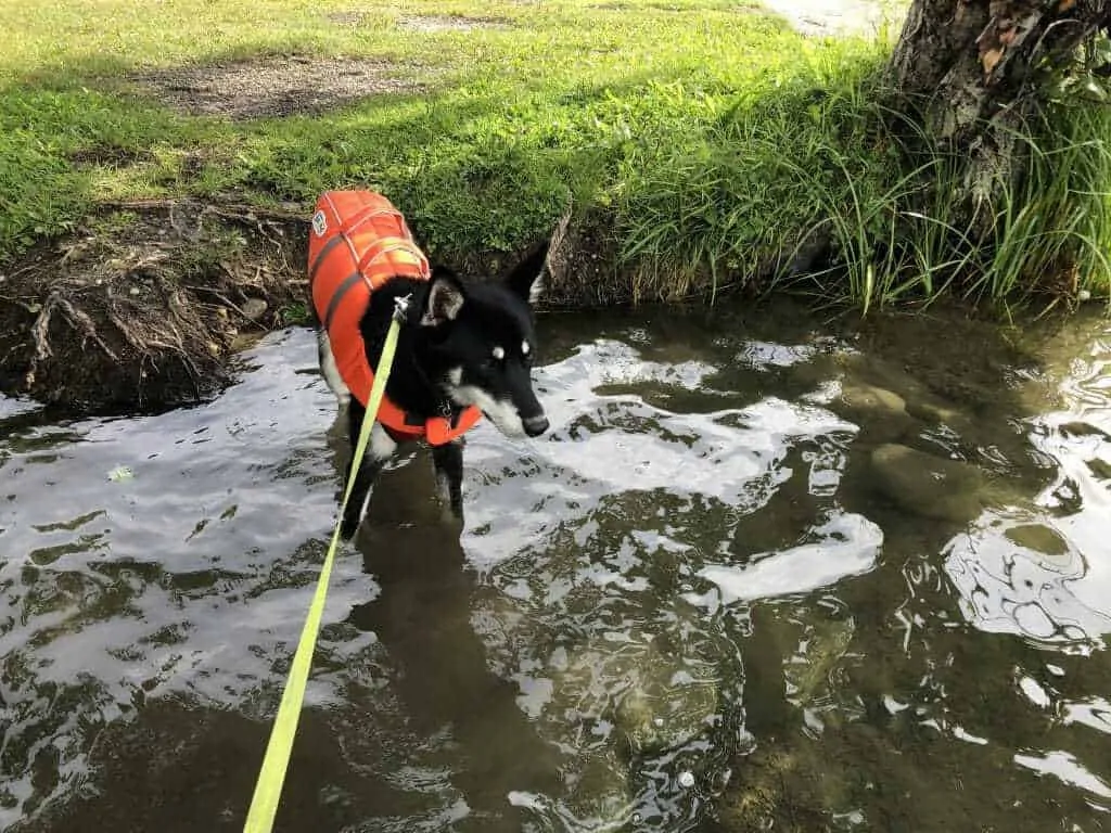 The Ultimate Guide to the Best Dog Life Jacket / Vest 4