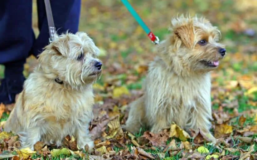 11 Things You Should Know About the Norwich Terrier 3