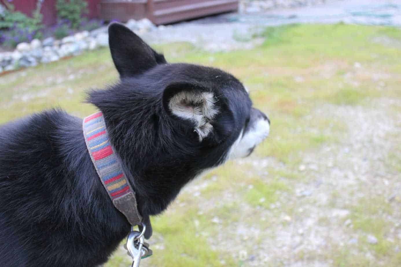 Why Chi Products for Dogs Are Totally Worth It Your Dog Advisor