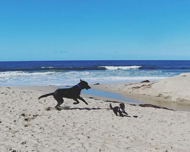 The Essential Guide to Summer Beach Days with Your Dog 4