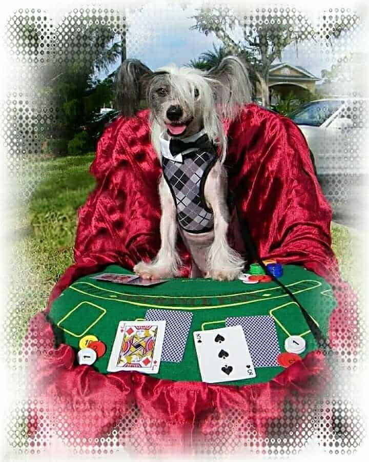 8 Brilliant Tricks to Teach Your Dog Your Dog Advisor